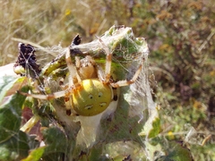 Araneus quadratus