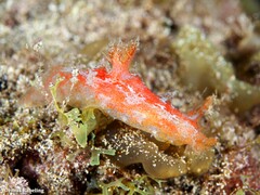 Plocamopherus maderae