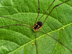 Leiobunum bimaculatum