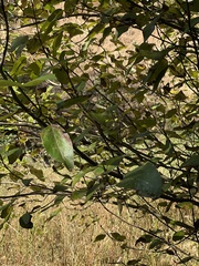 Populus trichocarpa