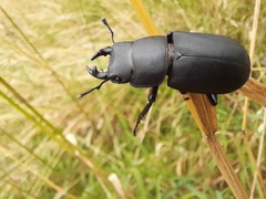 Dorcus parallelipipedus