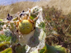 Araneus quadratus