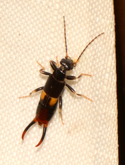 Marava arachidis