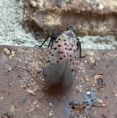 Lycorma delicatula