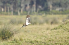 Chordeiles nacunda