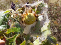Araneus quadratus