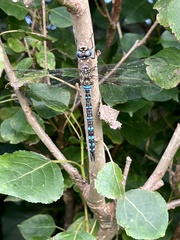 Aeshna mixta