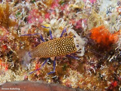 Gnathophyllum elegans