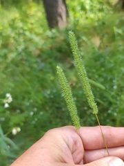 Phleum phleoides