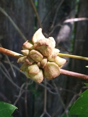 Ampelomyia vitiscoryloides