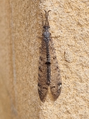 Distoleon tetragrammicus
