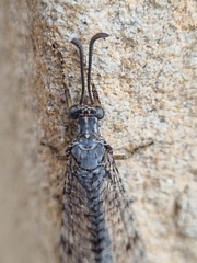 Distoleon tetragrammicus