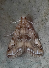 Elophila gyralis