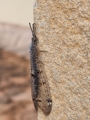Distoleon tetragrammicus