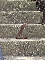 Nerodia sipedon sipedon