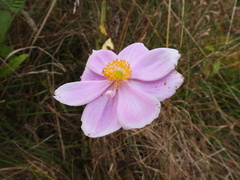 Eriocapitella × hybrida