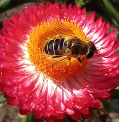Eristalis