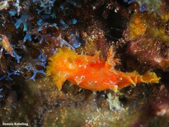 Plocamopherus maderae