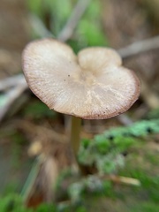 Entoloma strictius
