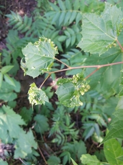 Daktulosphaira vitifoliae