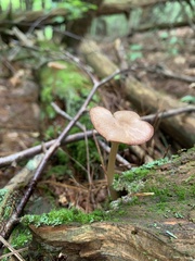 Entoloma strictius