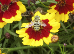 Eristalis stipator