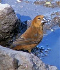 Cyanoloxia brissonii