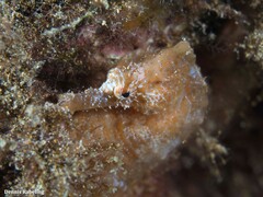 Hippocampus hippocampus