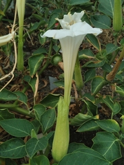Datura