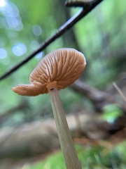 Entoloma strictius