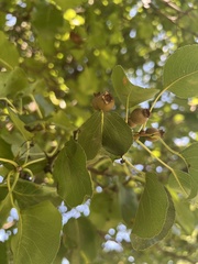 Pyrus calleryana