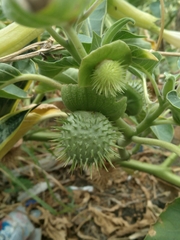Datura
