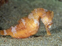 Hippocampus hippocampus