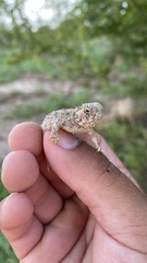 Phrynosoma cornutum