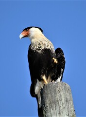 Caracara plancus