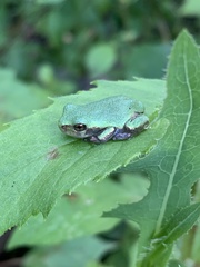 Hyla versicolor