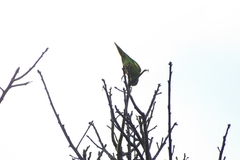 Brotogeris chiriri