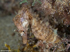 Hippocampus hippocampus