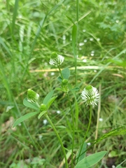 Trifolium montanum
