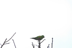 Brotogeris chiriri