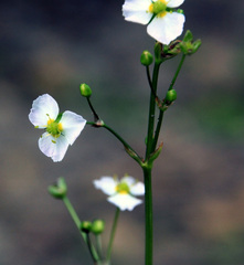 Alisma plantago-aquatica