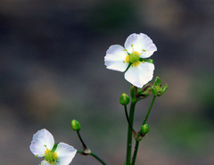 Alisma plantago-aquatica