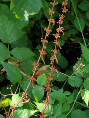 Rumex conglomeratus