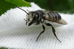 Megachile