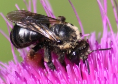 Melissodes desponsus