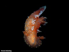 Plocamopherus maderae