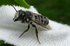 Megachile
