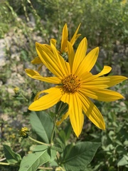 Helianthus strumosus