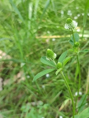 Trifolium montanum