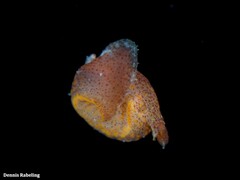 Plocamopherus maderae
